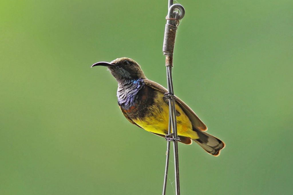 5 นกสวยในเมือง – Bird Conservation Society Of Thailand