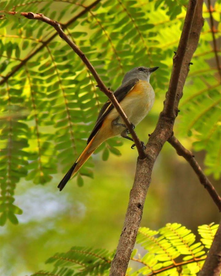 5 นกสวยในเมือง – Bird Conservation Society Of Thailand